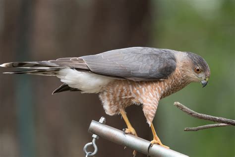 Accipiter! (Cooper’s Hawk) | Wings Over Skagit