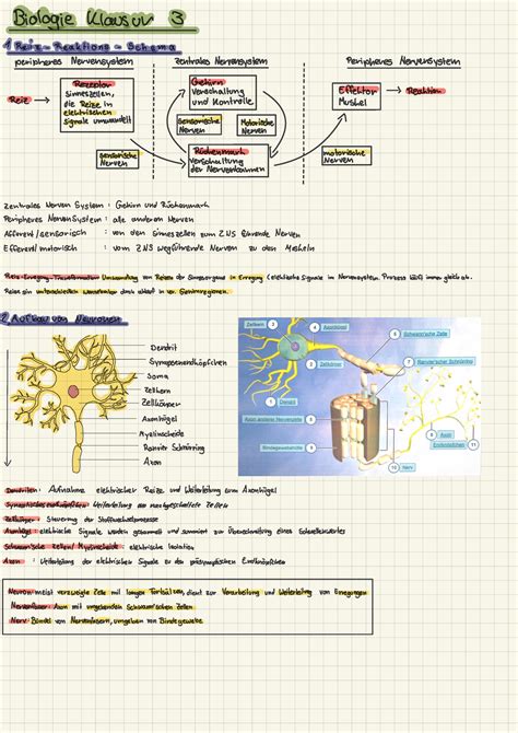 Bio Basis Klausurenvorbereitung Biologie Klausur Reiz Reaktions