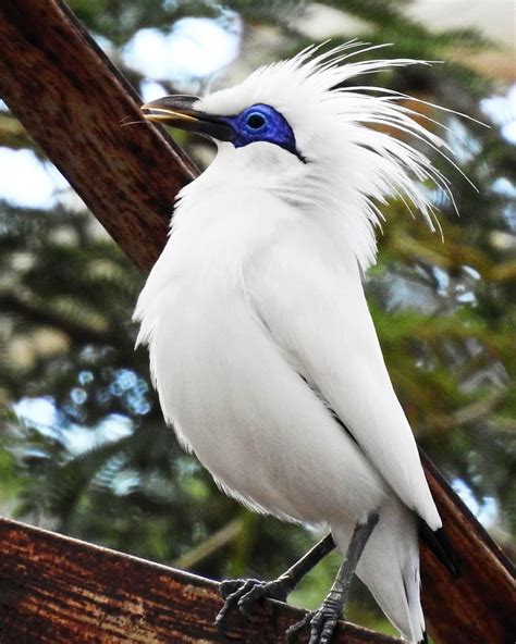 Meet the Endangered Bali Myna in West Bali National Park