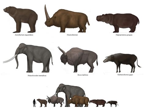 Hippopotamus Gorgops Prehistoric Hippo - Hincharse Wallpaper