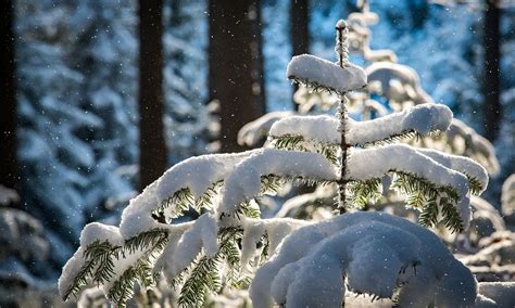 Prepara Los Abrigos Estos Son Los Estados Donde Caer Nieve En M Xico