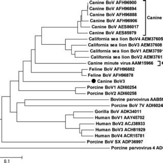 Phylogenetic Tree Based On Aligned Amino Acid Sequences Of Full Length