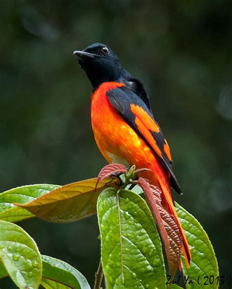 Zul Ya - Birds of Peninsular Malaysia: Scarlet Backed Minivet