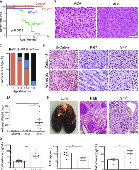 Wnt Catenin Activation Combined With Trp Deletion Induces The