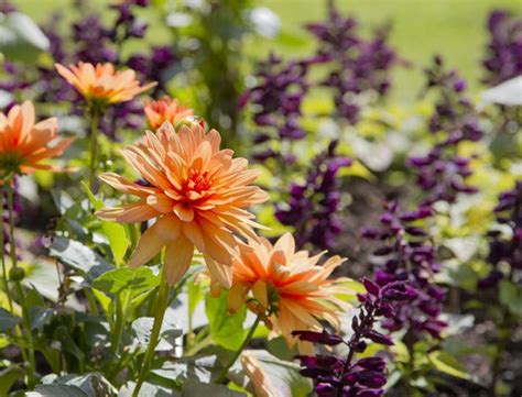 Hoe Plant Je Dahlia Bollen De Perfecte Gids Voor Beginners