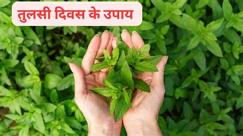 Tulsi Diwas Ke Upay तुलसी दिवस पर करें ये उपाय चमक जाएगा आपका भाग्य