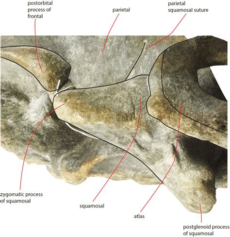 Zygomatic Process Of The Squamosal Of The Holotype Skull Close Up View Download Scientific