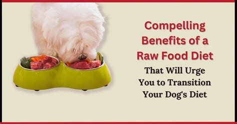 14 Benefits Of Raw Dog Food For Optimal Health