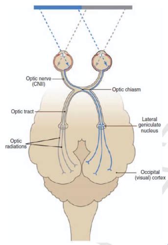 Neurosciencevisual Sensory Systems Flashcards Quizlet