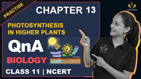 Photosynthesis In Higher Plants Chapter 13 Class 11 NCERT Biology