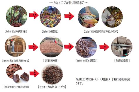 カカオニブとは？ ハッピースーパーフードの秘密に迫る！ Super Foods Trading