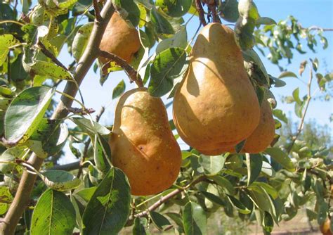 Perenboom Kopen Vanaf Fruitbomen Net