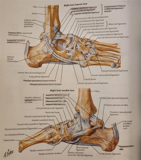 Ankle Tendons/Ligaments Diagram | Quizlet