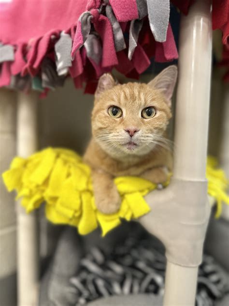 Needs Home Sweet Orange Tabby In Alexandria Loves Squirrel Watching