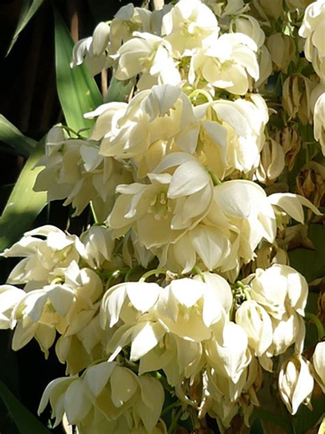 Indoor yucca: care tips - TMH Garden