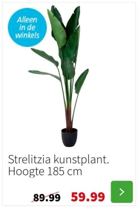 Strelitzia Kunstplant Aanbieding Bij Intratuin 1Folders Nl