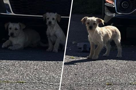 Hunde Welpen auf Parkplatz wie Müll entsorgt Bei diesem Anblick