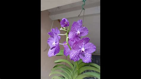 Repotting Seedling Anggrek Vanda Dari Soft Pot Ke Pot Gantung Youtube