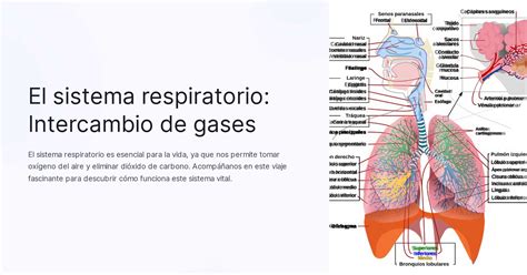 El Sistema Respiratorio Intercambio De Gases