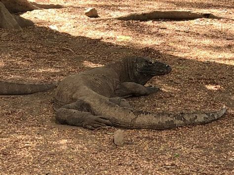 Beyond Komodo Labuan Bajo Aktuelle 2021 Lohnt Es Sich Mit Fotos