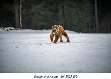 Siberian Tiger Running Snow Beautiful Dynamic Stock Photo 2221305229 ...