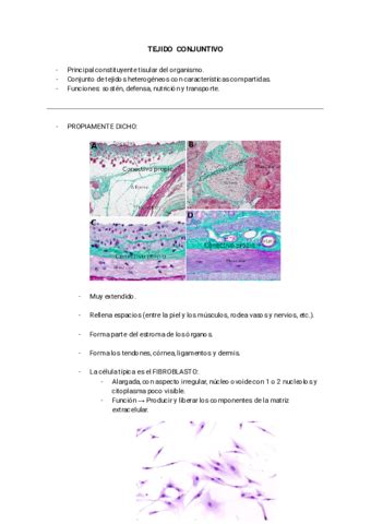 TEJIDO CONJUNTIVO Pdf