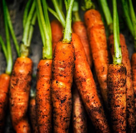 closeup  fresh organic carrots premium photo rawpixel