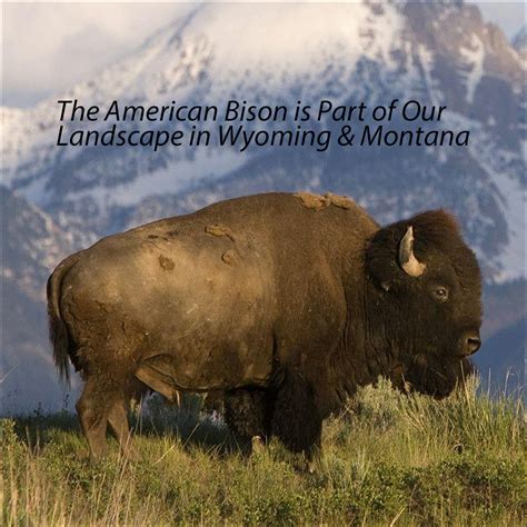 The American Bison Still A Legend In Wyoming And Montana Running