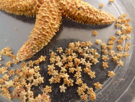 Starfish Babies 9gag