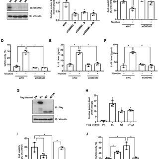 Ppar Activation Attenuates Nicotine Induced Pyroptosis In Hepatocytes