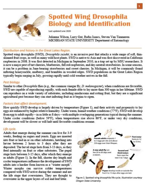 Spotted Wing Drosophila Biology And Identification Integrated Pest Management