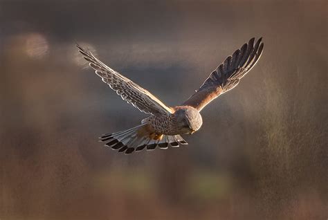 Kestrel Bird Flying - Free photo on Pixabay - Pixabay