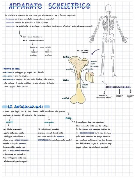 Apparato Scheletrico Galleria Notability Scienza Scuola Media