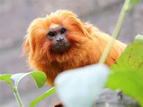 ᐈ Lion monkey stock images, Royalty Free golden lion tamarin pictures ...