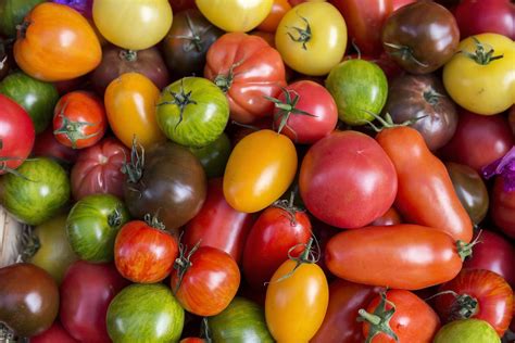 44 Best Tomato Varieties to Grow in Your Garden