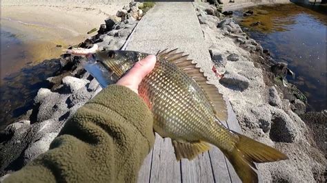 Land Based Swan River Bream On Lures Searching For A Winter Bite