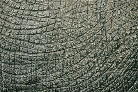 Dinosaur Animal Skin Texture For Background Stock Photo Adobe Stock