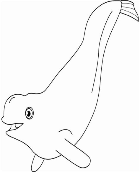 beluga coloring page free and online coloring