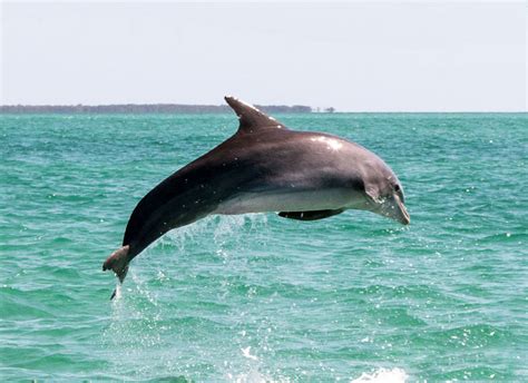 Key West Wild Dolphin Encounters Wild About Dolphins