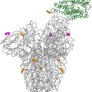 Representative 3D modelling of the Spike glycoprotein in interaction of ...