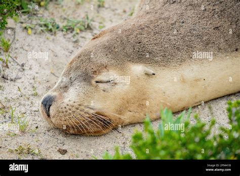 Australian sea lion howler sleeping on the beach, Neophoca cinerea ...