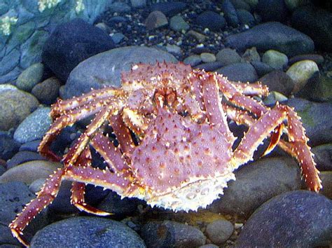 King Crab, Giant Crab from Alaska