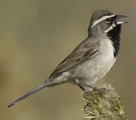 Black-throated Sparrow | San Diego Bird Spot