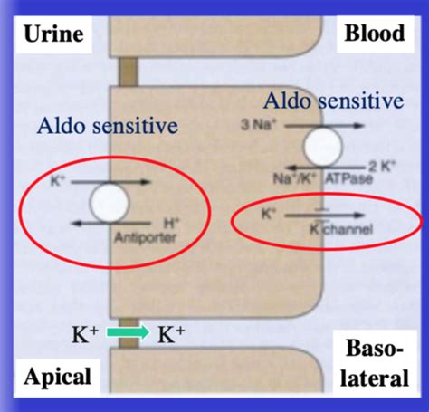 Potassium Balance Flashcards | Quizlet