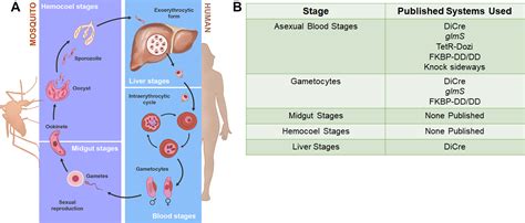 Plasmodium Falciparum Life Cycle Stages