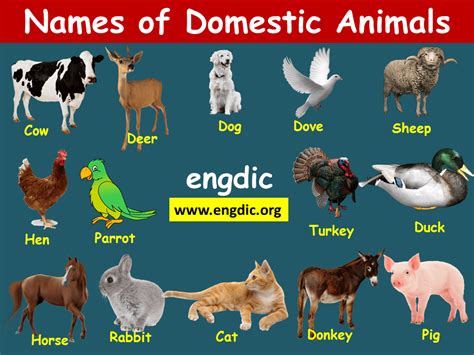 Domestic and Wild Animals Names With Pictures - EngDic