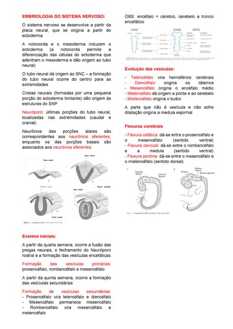 Embriologia Do Sistema Nervoso Embriologia Do Sistema Nervoso O