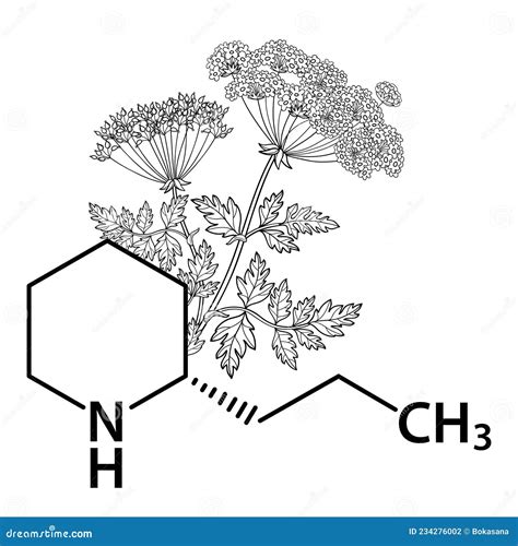 Coniine Herbal Toxin Molecule Present In Poison Hemlock Conium