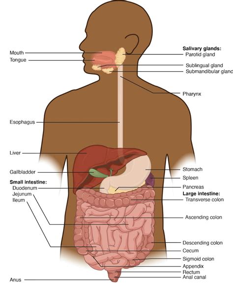 Chapter The Digestive System Anatomy And Physiology Laboratory