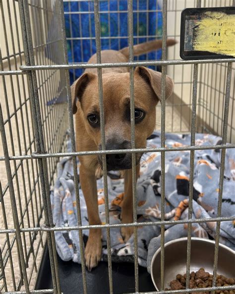 animal shelter hamilton nj 1